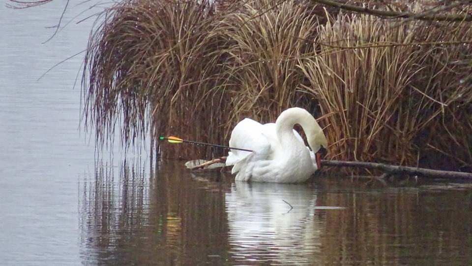 L’oiseau avait été retrouvé sur l’étang des Mangettes, une aile transpercée par une flèche.