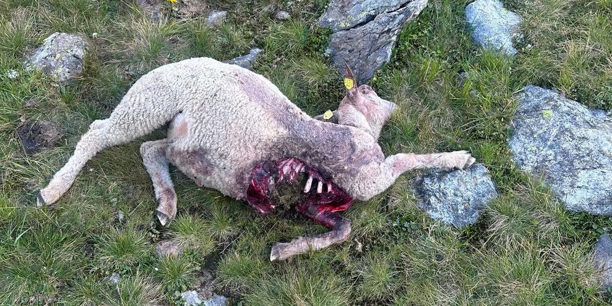 Wolf-in-der-Region-Schafz-chter-verzweifelt-Ich-schlafe-seither-nicht-mehr-gut-