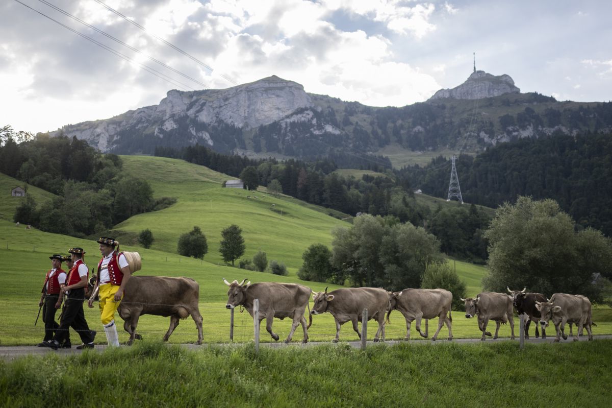 Alpabzug de la famille Koch avec 18 vaches et 8 jeunes animaux, devant le Hohe Kasten, le vendredi 26 août 2022, sur l'Alp Saemtis à Bruelisau. Trois personnes marchent à côté des vaches sur la route entourée de prairies vertes et des montagnes.