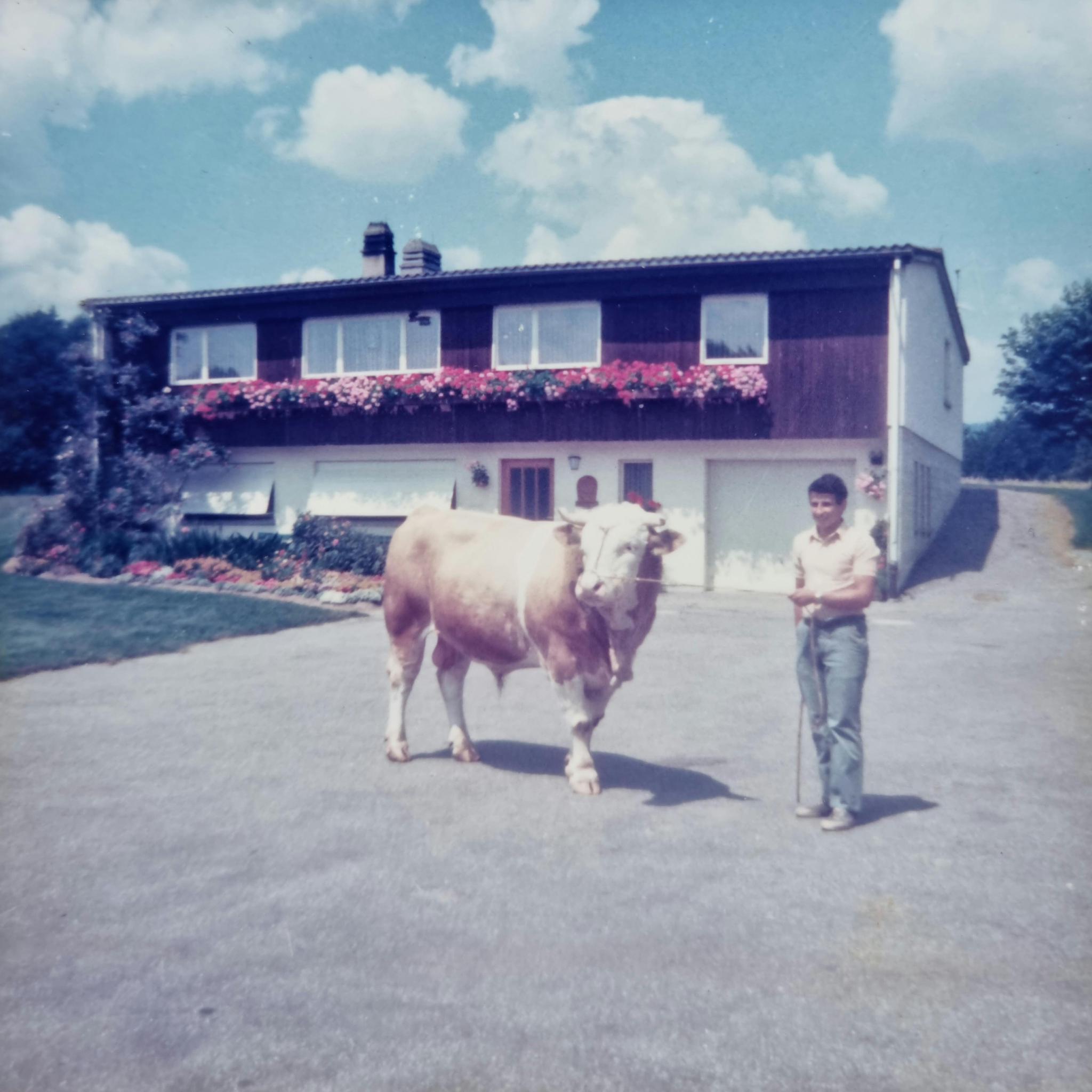 Sohn Ruedi Maurer präsentiert einen Muni auf dem «Musterbetrieb».