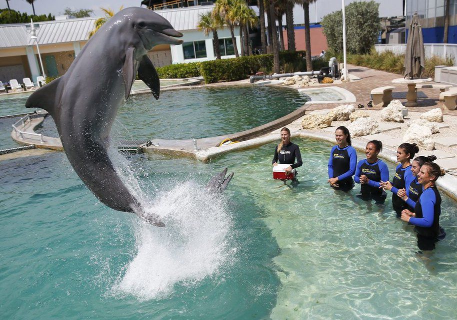 Was Geschah Mit Dem Delfin König Wenn Ana Ivanovic den Delfin küsst | Der Bund