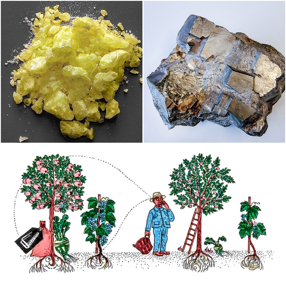 hornmehl dünger wofür Hornmehl Bio Dünger main image 1