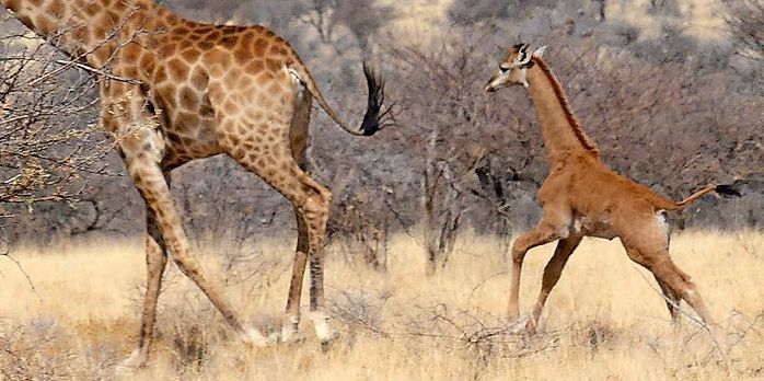 Small Talk der Woche: Schon mal eine Giraffe ohne Punkte gesehen?
