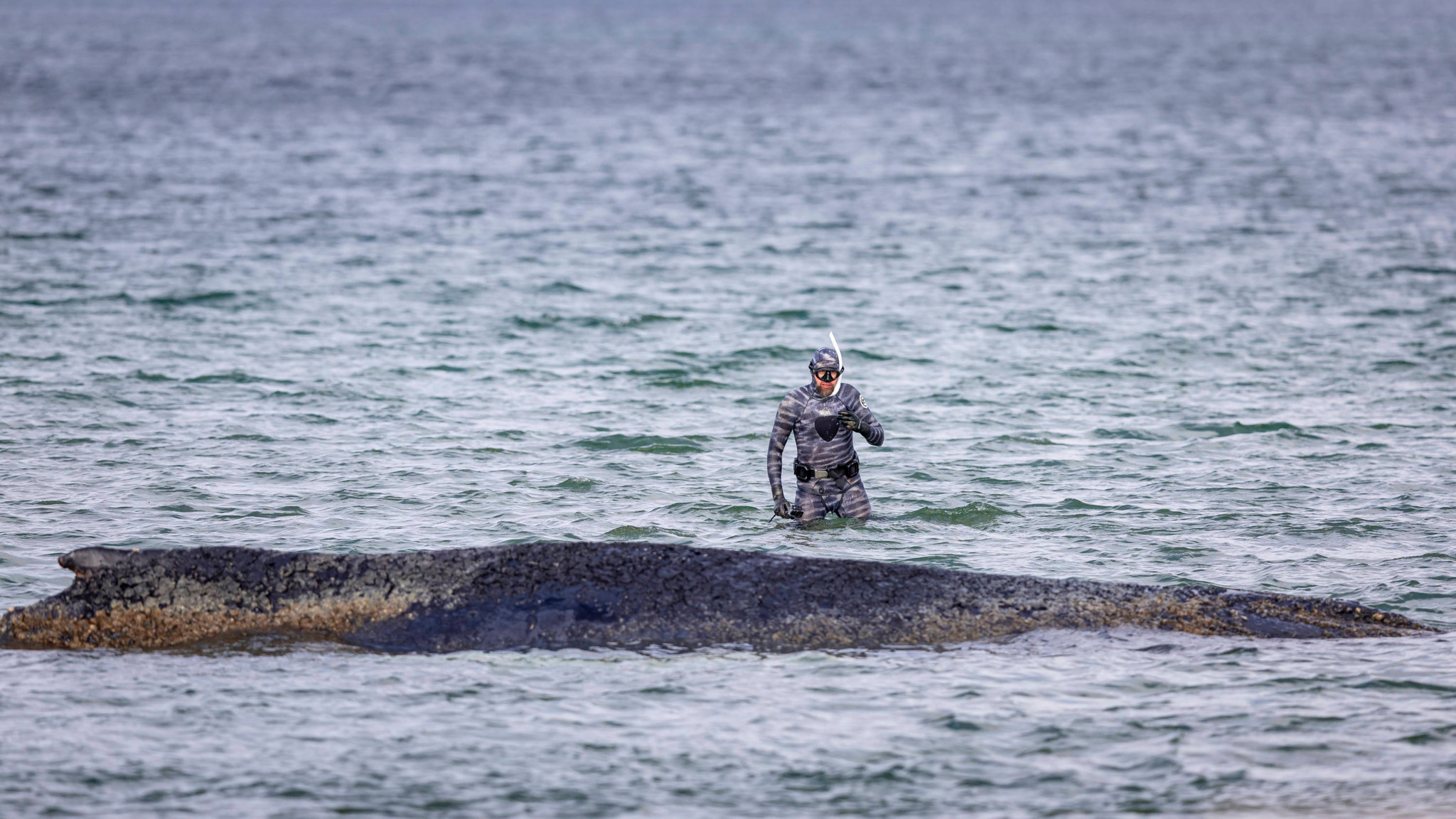 Tierdrama in der Ostsee: Warum uns das Schicksal eines Buckelwals so nahe geht