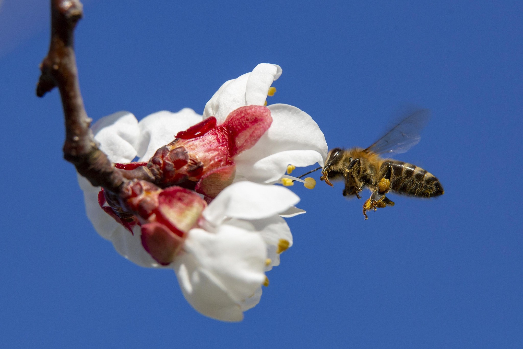 Les personnes allergiques doivent éviter d’aérer leurs maisons quand il fait chaud, conseille MétéoSuisse.