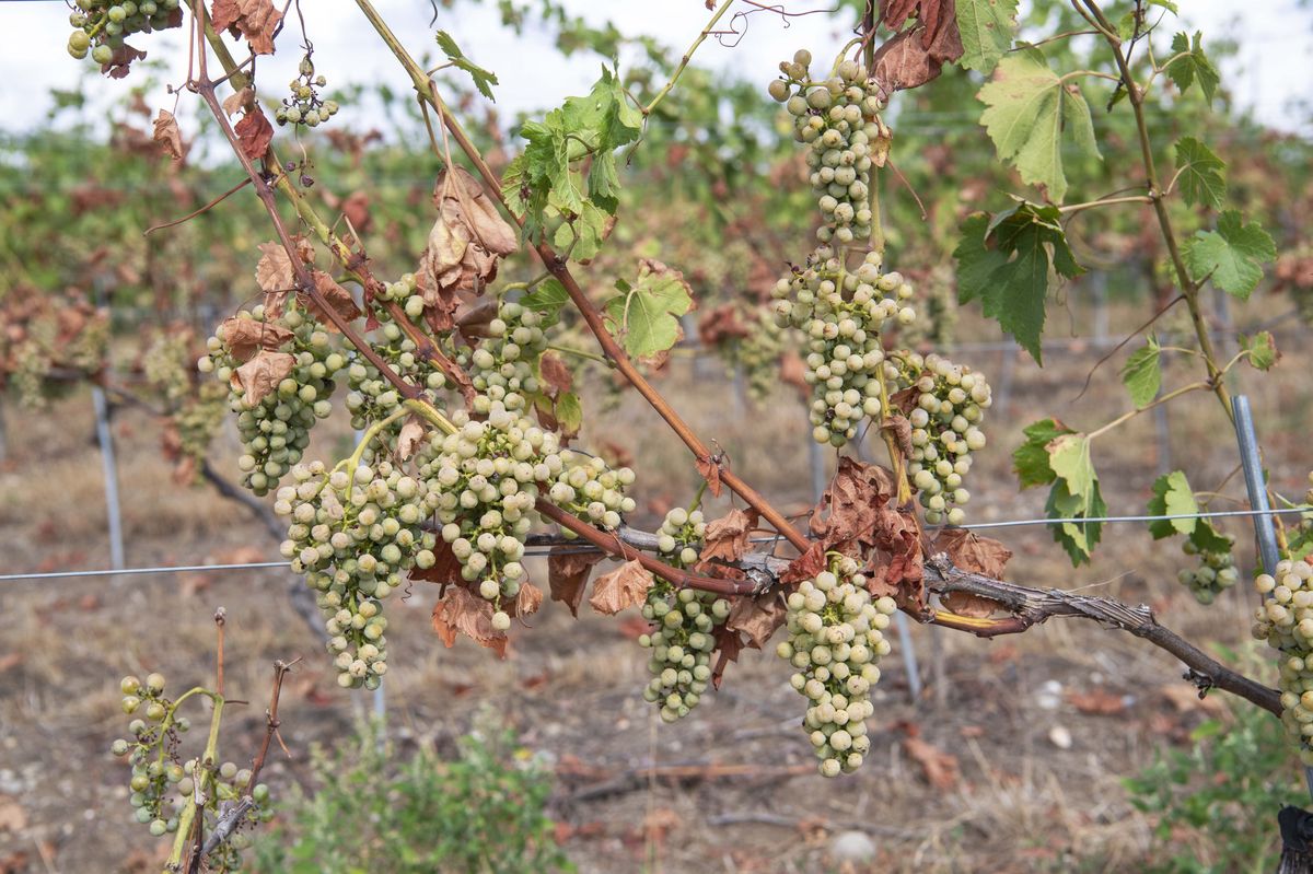 Ce chasselas est planté sur un sol sablonneux, très filtrant. Les grappes ont arrêté de se développer et seront jetées. Certaines souches ne repartiront peut-être pas l’année prochaine.