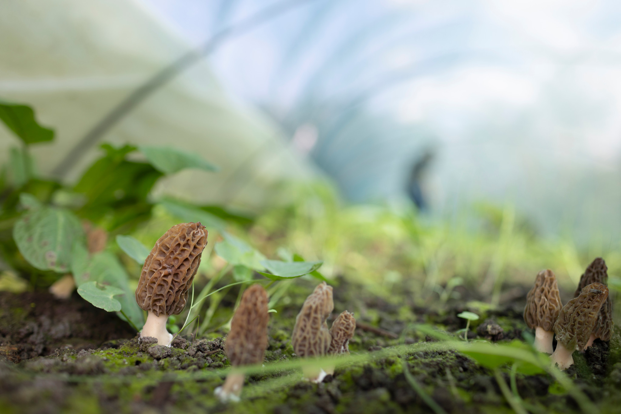 Récolte printanière: Cultiver des morilles en Suisse romande, c'est possible