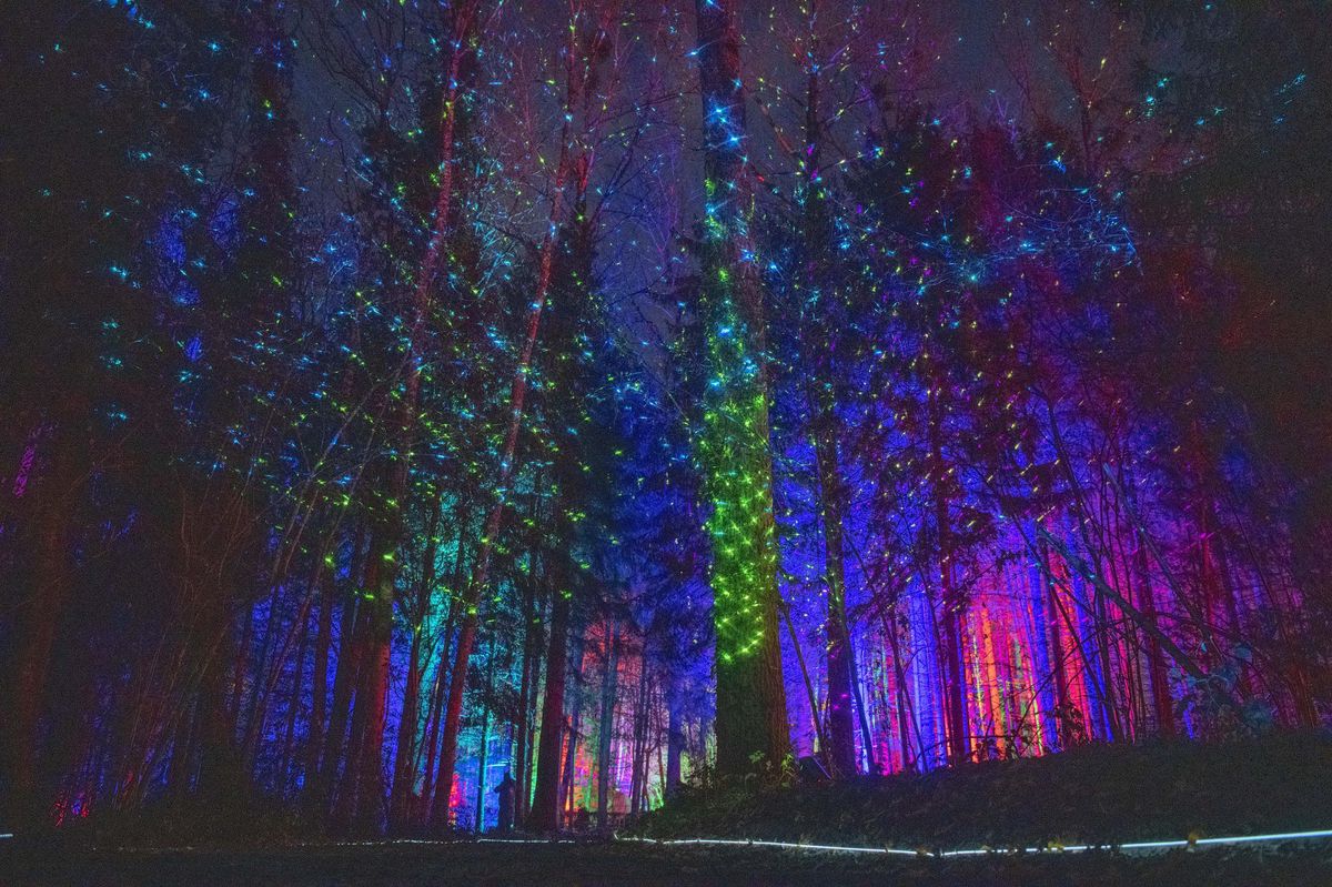 Le vol des lucioles au milieu des arbres s’annonce comme l’un des moments forts de Broye Luminis.