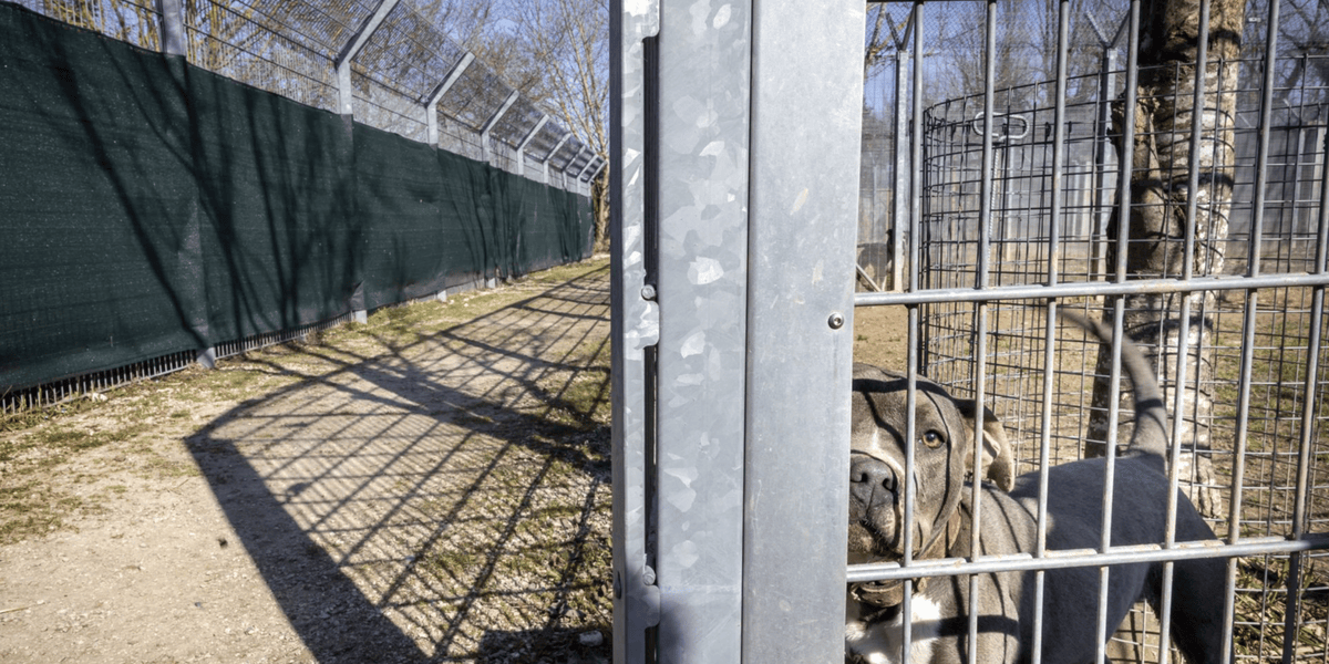 Gen&egrave;ve: zones d&rsquo;ombre autour de l&rsquo;euthanasie d&rsquo;un molosse