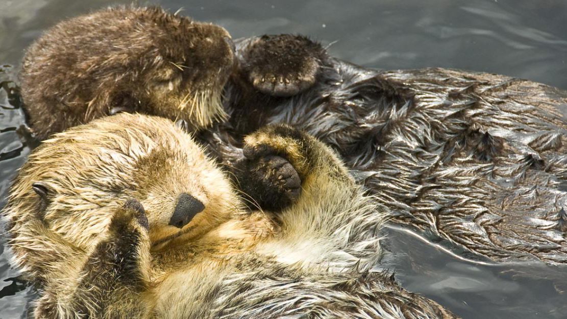 Darf Man In Deutschland Otter Halten Otter halten Händchen – 20 Wohlfühl-Fakten, die dir den Tag versüßen