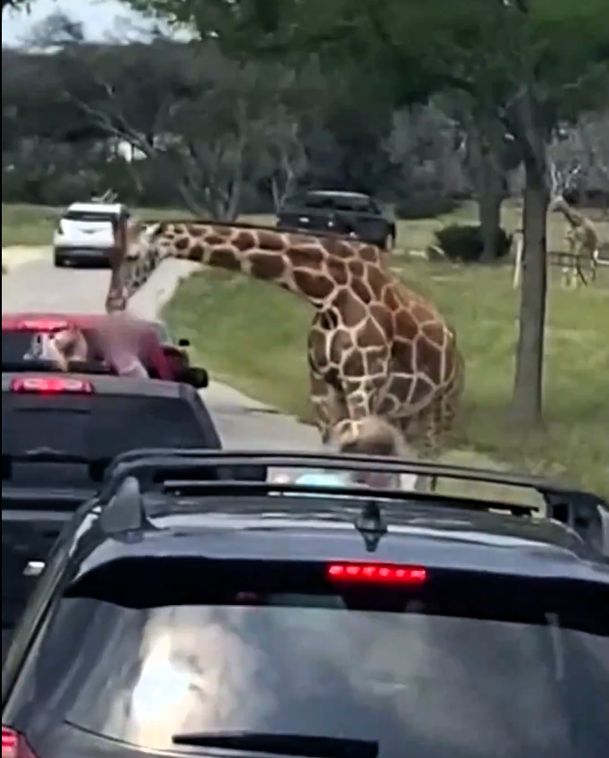 Giraffe packt Zweijährige am T-Shirt und hebt sie hoch
