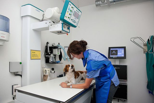tierklinik-vergr-ssert-und-modernisiert-berner-zeitung
