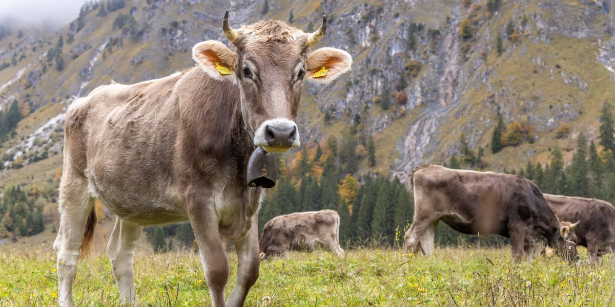 Tipps-zum-Wandern-auf-Alpweiden-Senkt-die-Kuh-den-Kopf-und-schnaubt-sollte-man-sich-langsam-zur-ckziehen