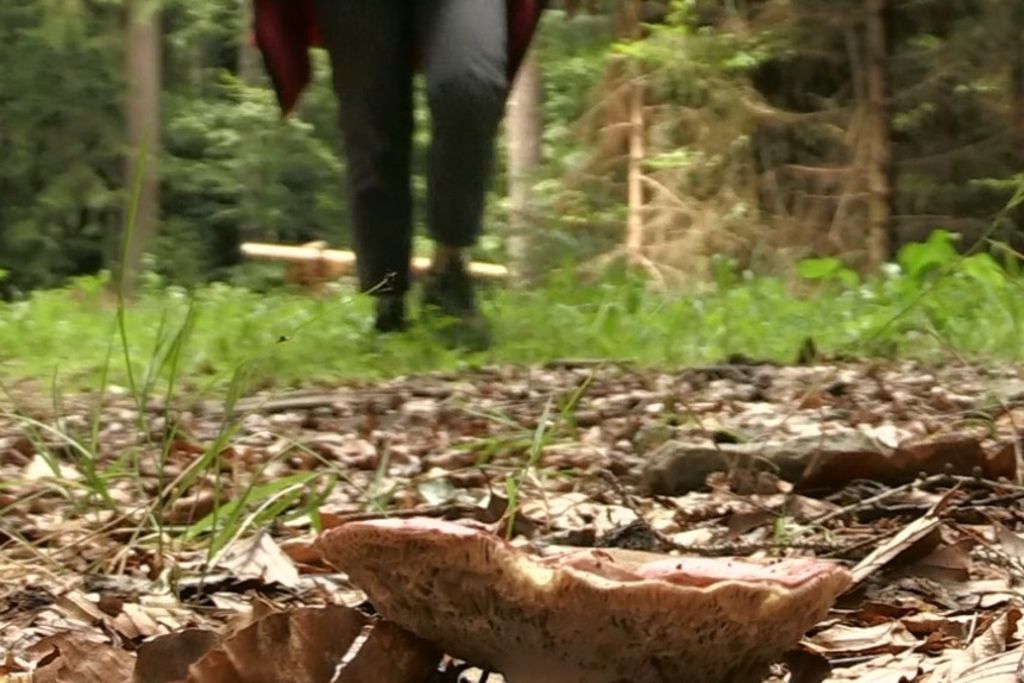 La saison des champignons compromise