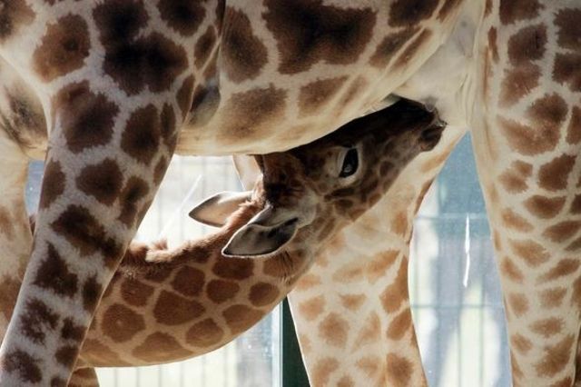 Deux girafons sont nés ai zoo du crique Knie.