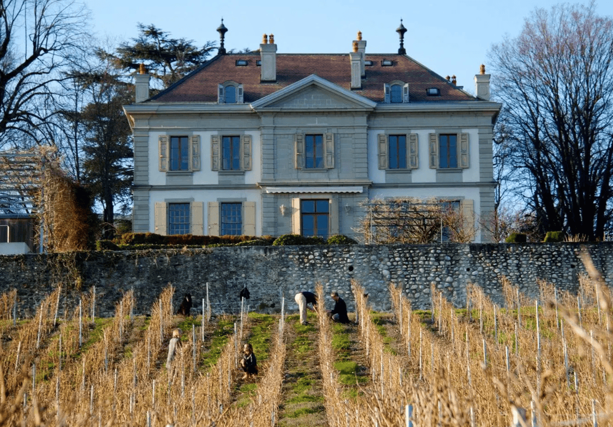 Maison historique entourée de vignobles en hiver avec des ouvriers travaillant dans les rangées.