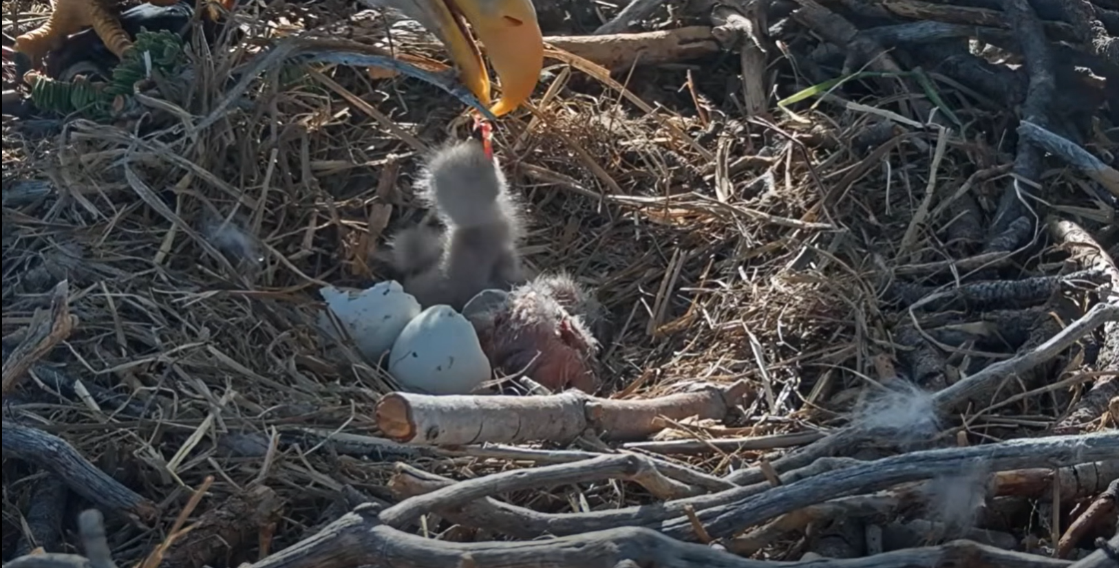 Schutz der Tierwelt: Zwei Adlerküken schlüpfen – und Tausende schauen live zu