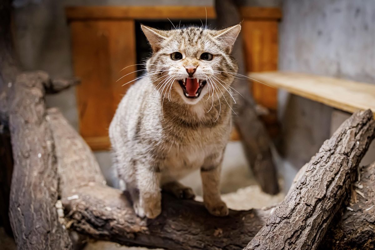 Isis (en photo) et sa soeur Neko sont des hybrides. Selon un test génétique, elles ne sont chat sylvestre qu’à 75%. 
