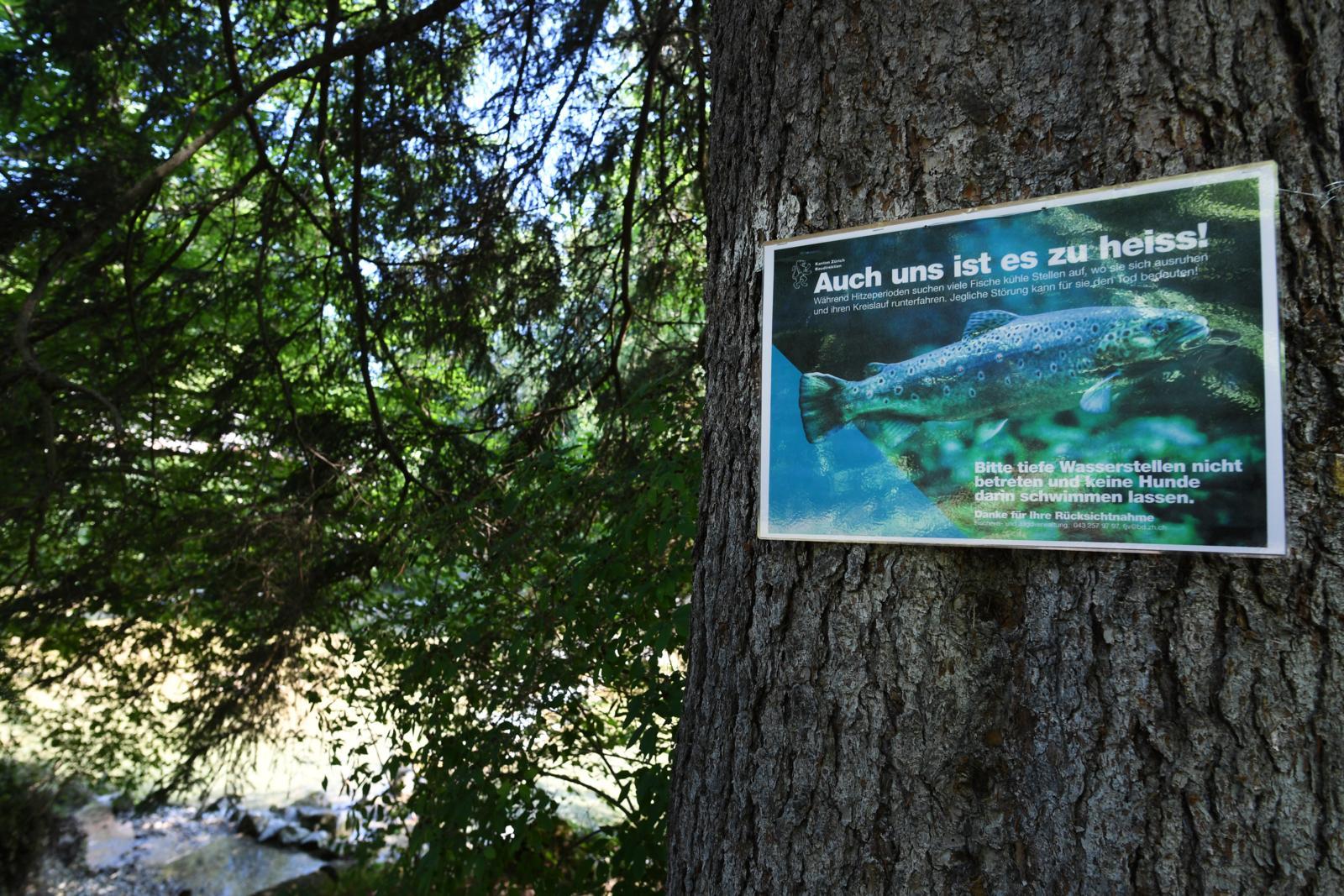 Ab 25 Grad wird es kritisch: Äschen und Forellen überleben bei zu hohen Wassertemperaturen kaum. Erste tote Fische wurden bereits im Rhein bei Schaffhausen gesichtet.
