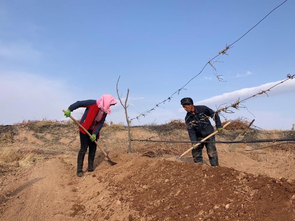 Chaque mois de novembre, la vigne est taillée puis enterrée, pour résister aux vents froids et aux températures qui peuvent descendre à -25°.