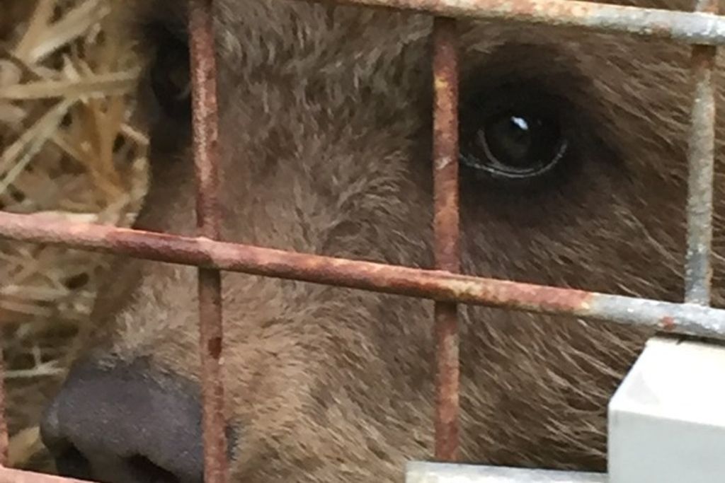Un ourson en danger après s'être échappé