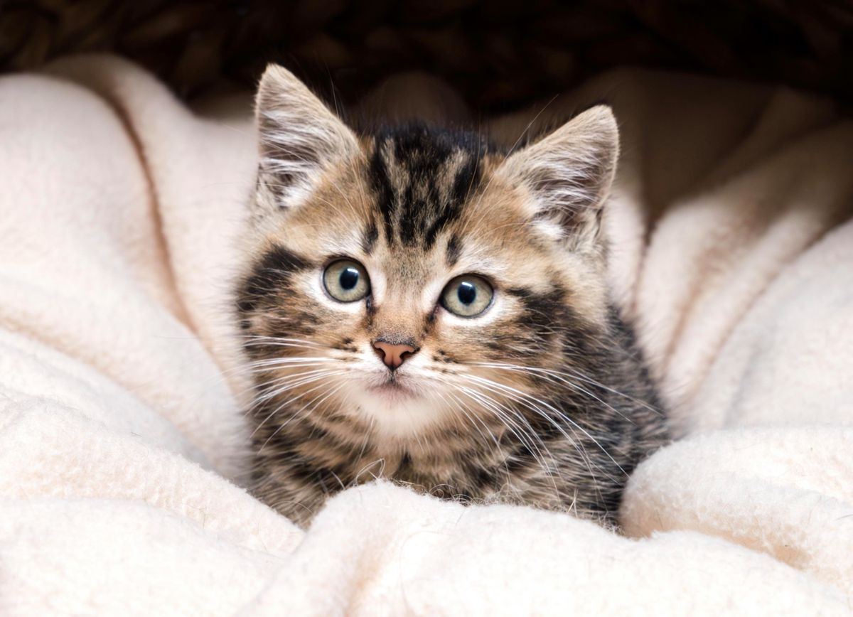 Chatont Montagnes neuchâteloises: Le chaton des pompiers n’est plus orphelin ...