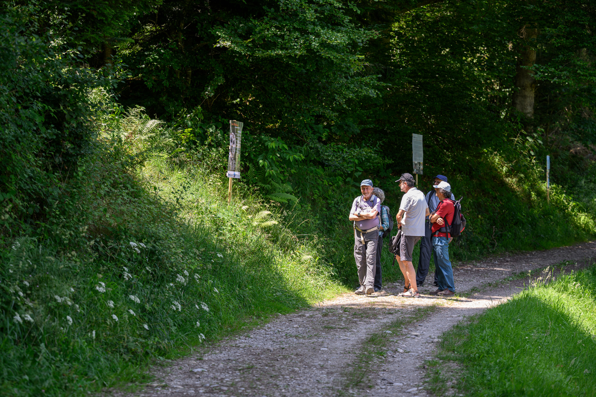 Gruppe von Personen betrachtet den Natur-Erlebnispfad FederFröhlich in Steffisburg, erstellt von Gymnasiasten aus Thun, mit Vogelhäuschen entlang des Wegs.