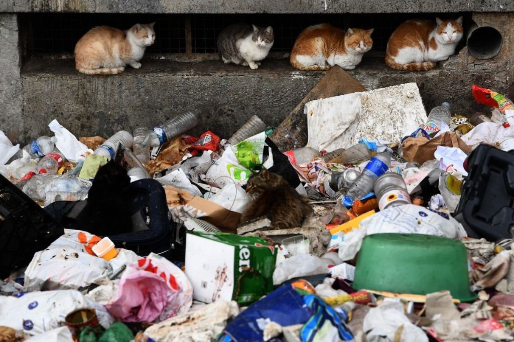 Les chats errants mènent la vie dure aux Marseillais