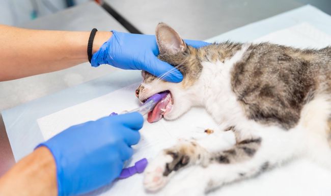 Ein Kater aus dem Kanton Baselland starb einen qualvollen Tod, weil ihn seine Halterin aus finanziellen Gründen über Monate vernachlässigte.