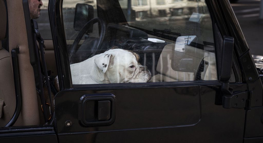 Eingeschlossen bei 30 Grad 83jährige Zürcherin vergisst Hund im Auto und wird verurteilt