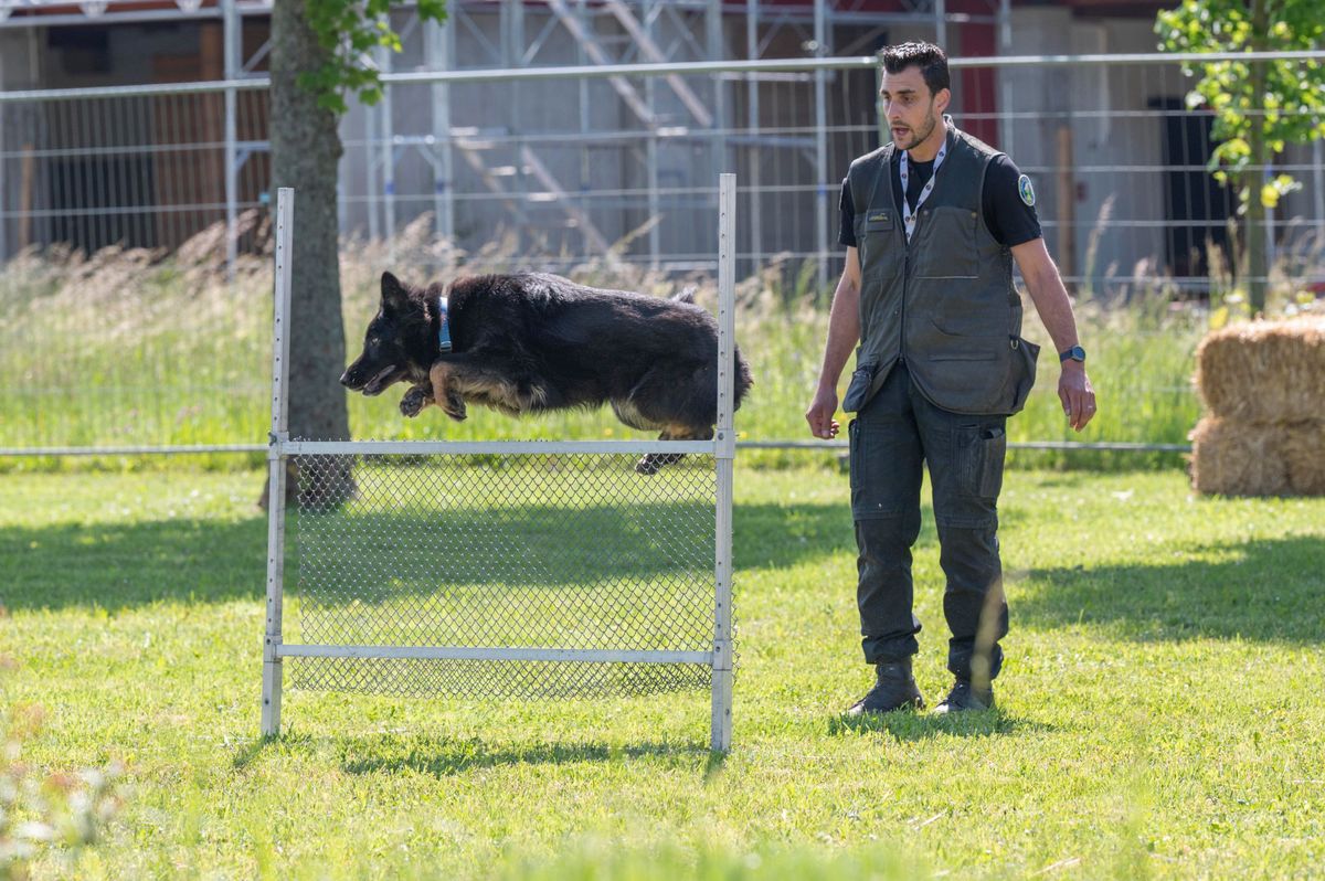 Loïc Pochon de la gendarmerie Vaudoise et Aywa en pleine action lors de l’épreuve d’obéissance.