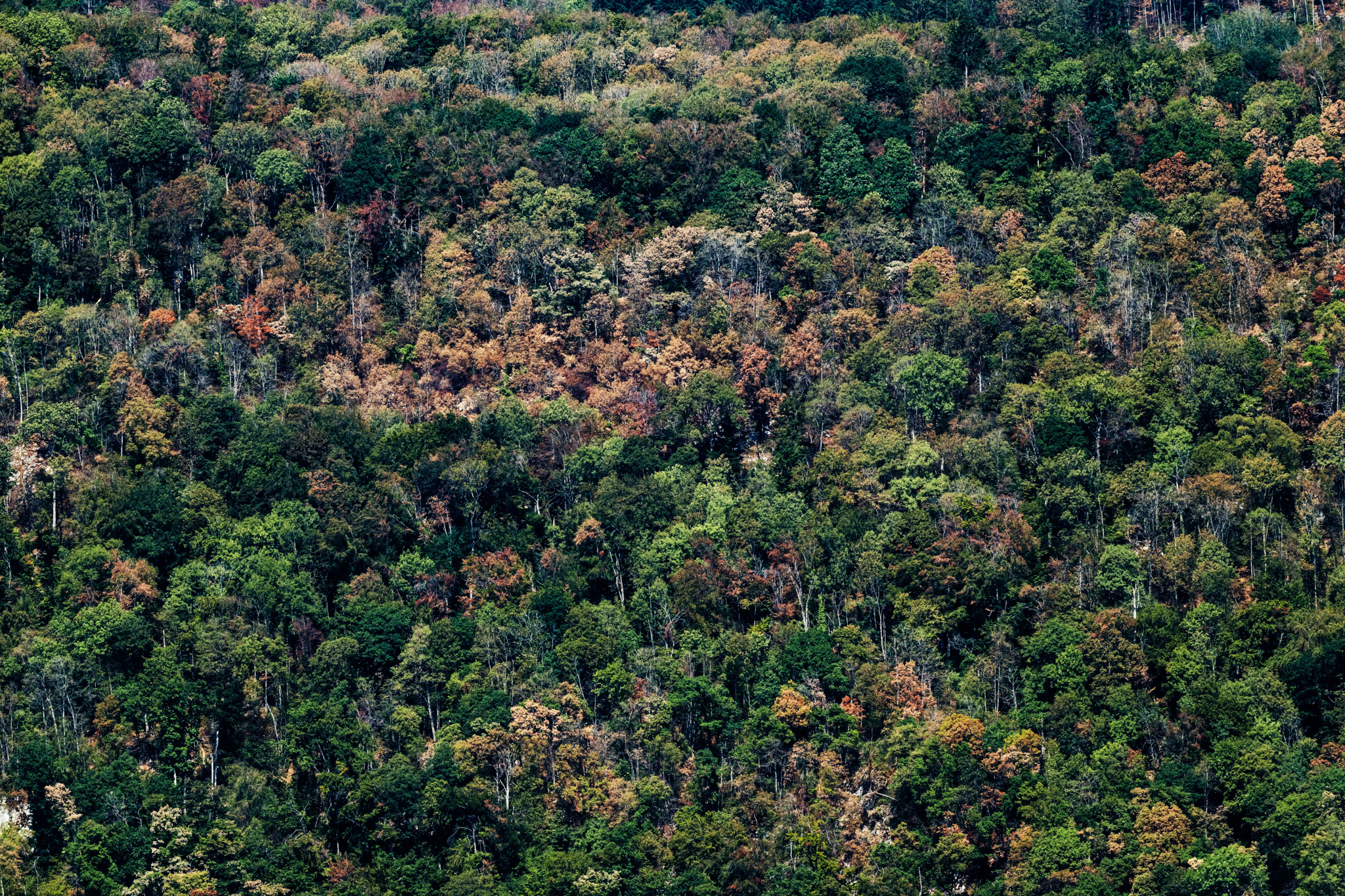 Sécheresse en forêt: Des arbres peuvent céder sans vent, la Suva alerte