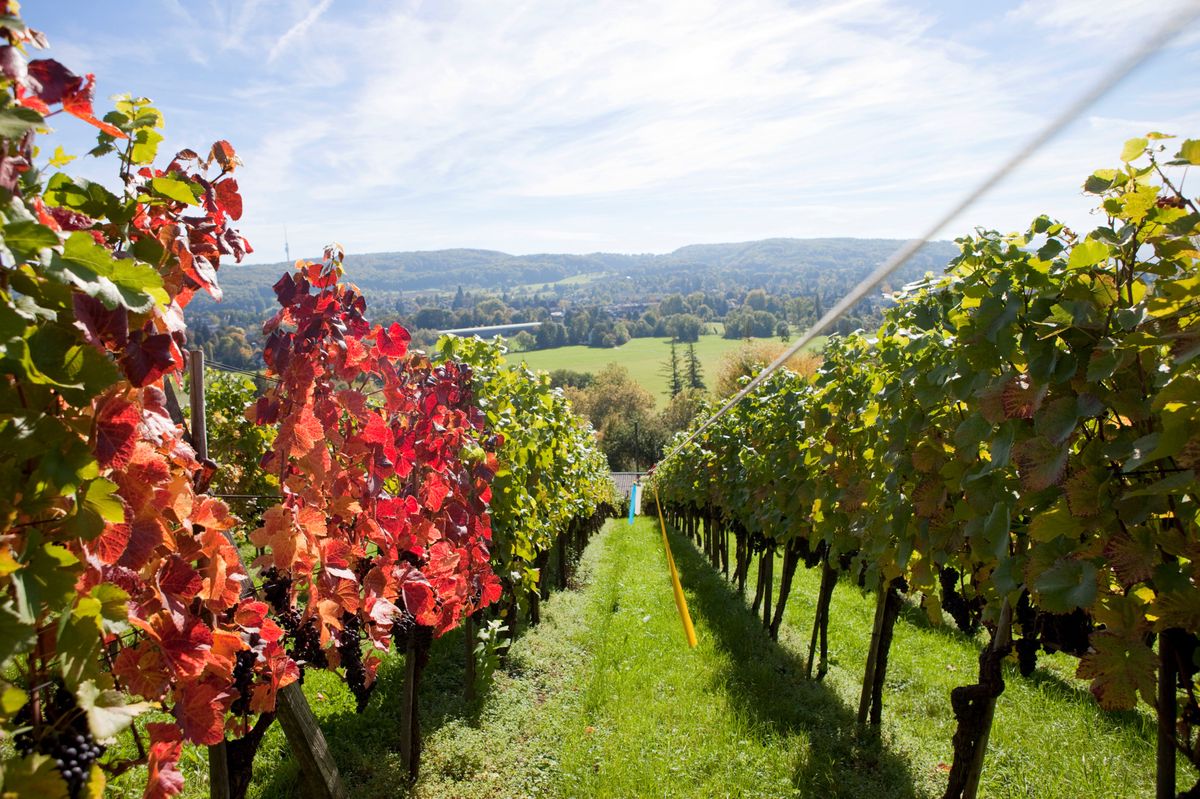 Verhandlung-geplatzt-Sissacher-Weinproduzent-schw-nzt-Gericht-weger-den-Medien-