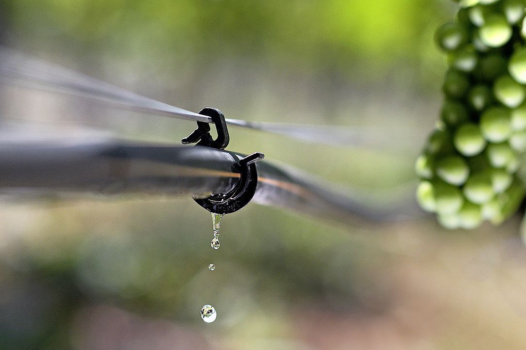 Leytron, le 20 juillet 2023. Les jeunes ceps du vignoble du Grand Brûlé,  centre de recherches viticoles et oenologiques de l'Etat du Valais sont munis de compte goutte.   24HEURES/Chantal Dervey