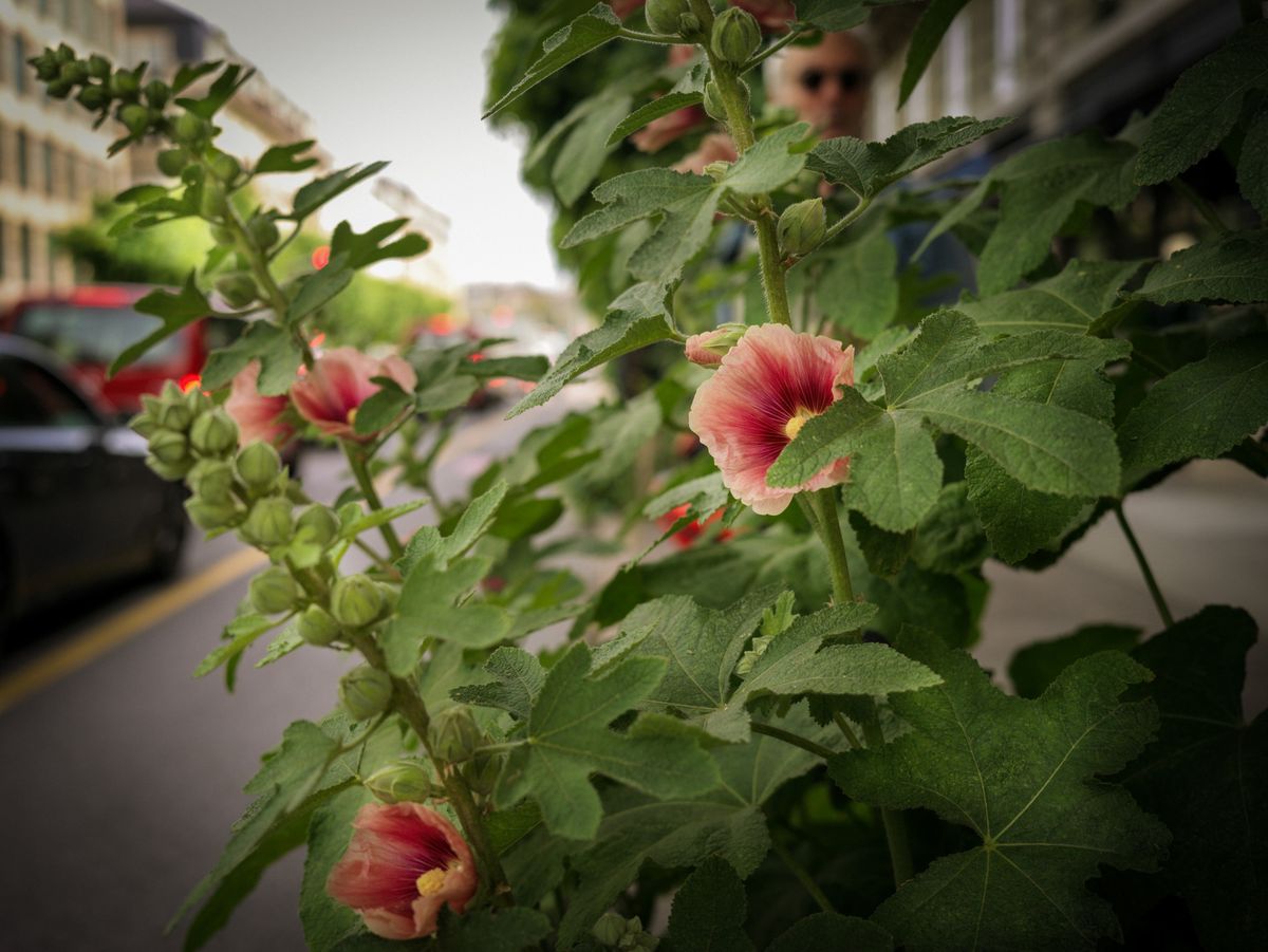Genève, le 3 juin 2022. Boulevard Georges-Favon. De belles roses trémières apportent des couleurs au bitume du boulevard. Photo: LAURENT GUIRAUD/ Tamedia