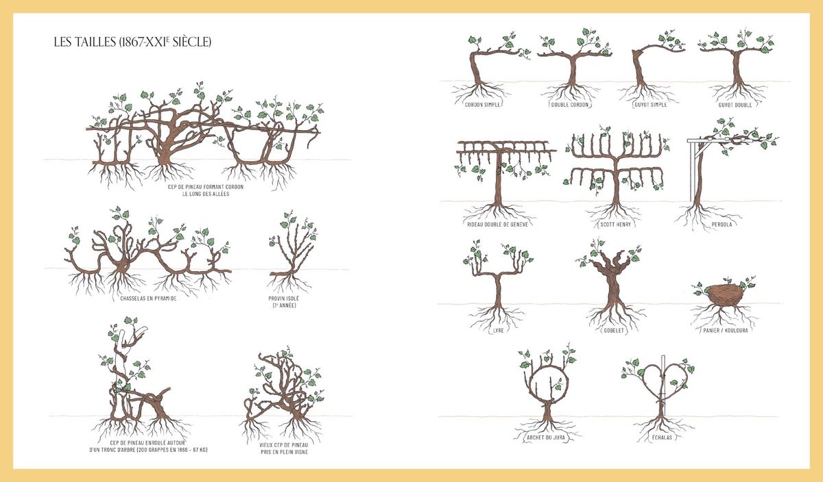 Les planches illustrées par Loan Nguyen Thanh Lan.