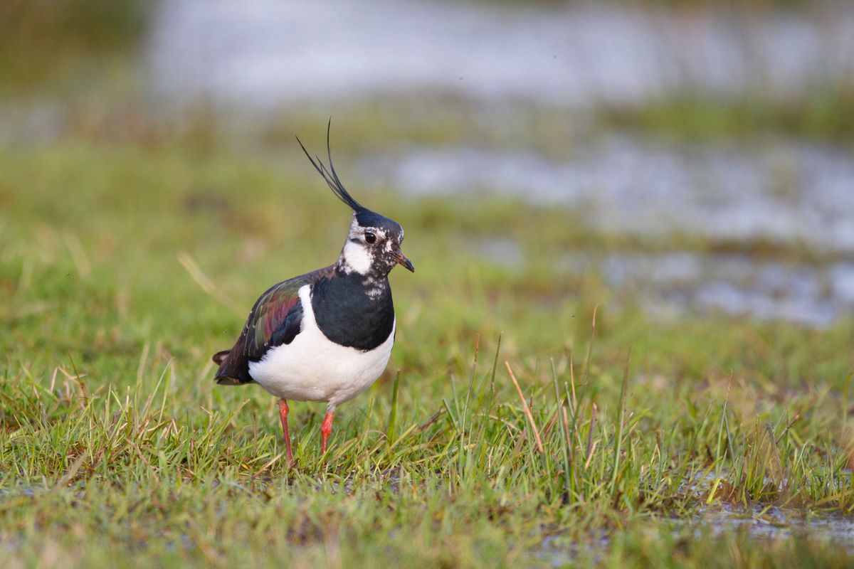 Au printemps dernier, sept nids de vanneaux huppés ont été découverts dans le Vully, le long du canal de la Broye.