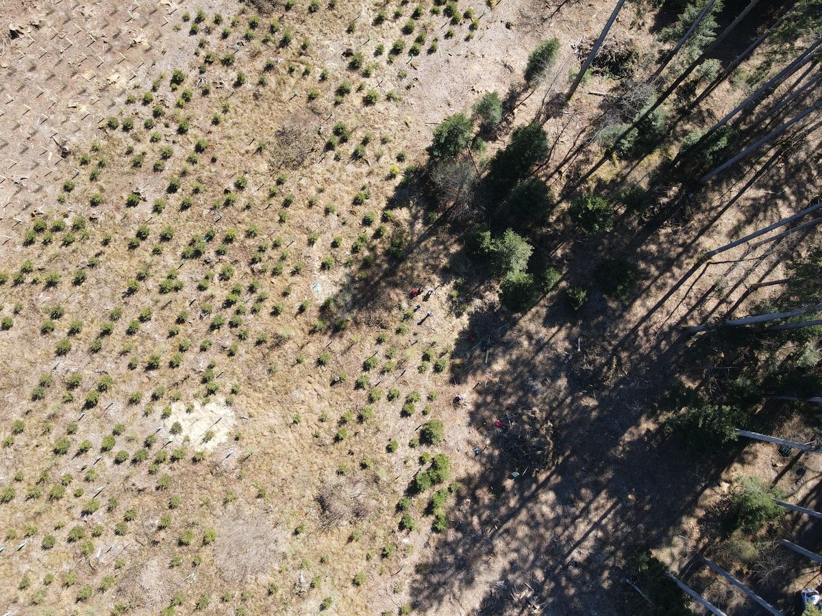 En avril 2021, une centaine d’arbres a déjà été plantée à Froideville grâce à la phase pilote du projet.