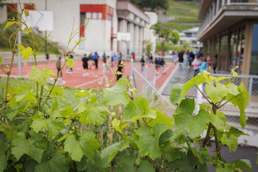 Des vignes sont photographiées devant la cour de récréation alors que des enfants reçoivent dans la matinée des bracelets permettant de mesurer l'exposition aérienne aux pesticides, ce lundi 10 juin 2024 à l'école primaire de Chamoson. L'étude sur l'exposition aérienne aux pesticides des enfants vivant a proximité de zones viticoles et arboricoles, réalisée par l'Institut Tropical et de Santé Publique Suisse (Swiss TPH), en collaboration avec l'Observatoire valaisan de la santé (OVS), est actuellement en cours dans les communes de Chamoson, Salquenen et Saxon. (KEYSTONE/Valentin Flauraud)