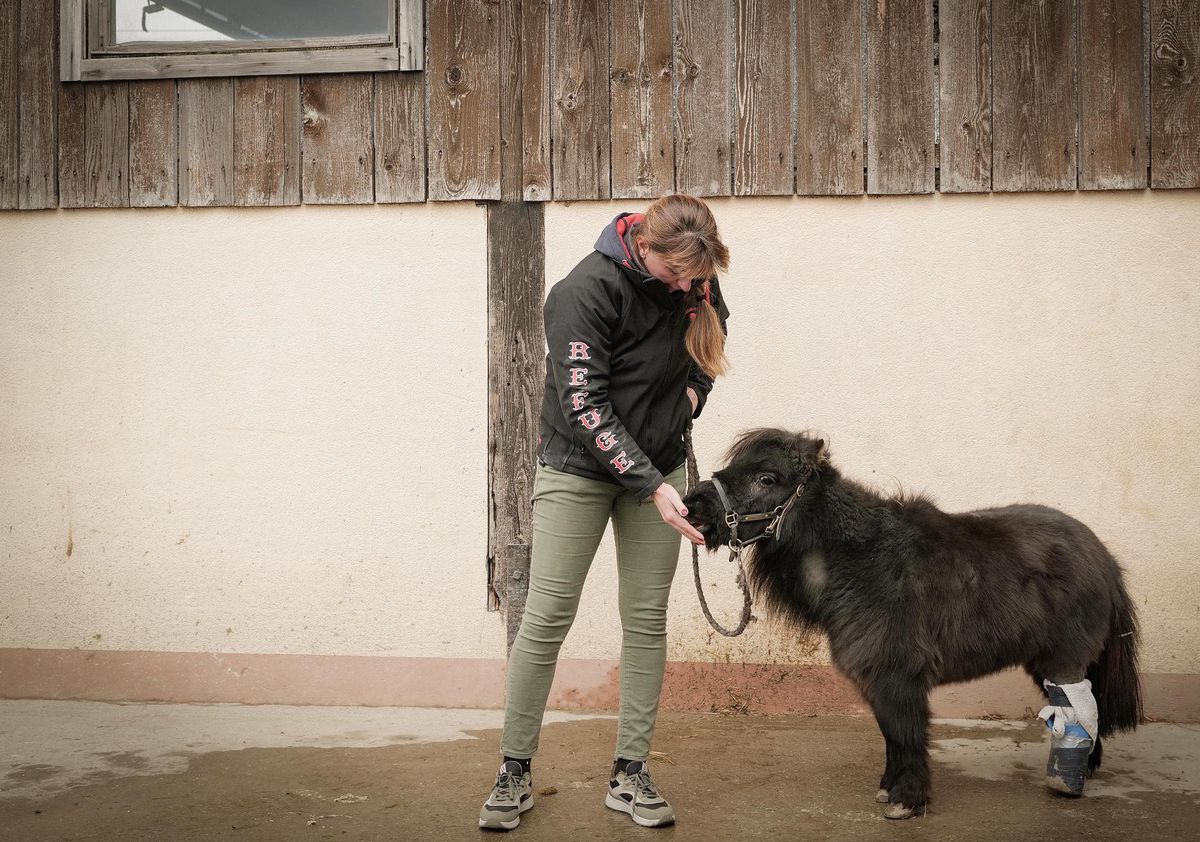 Anouk Thibaud, fondatrice du Refuge de Darwin et Gamine, un minishetland à la patte amputée.