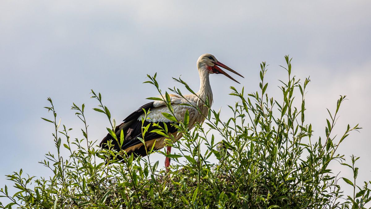 Cigogne blanche dans son nid à Nerracherried, Zurich Unterland, prenant soin de ses oisillons, 3 juin 2023.