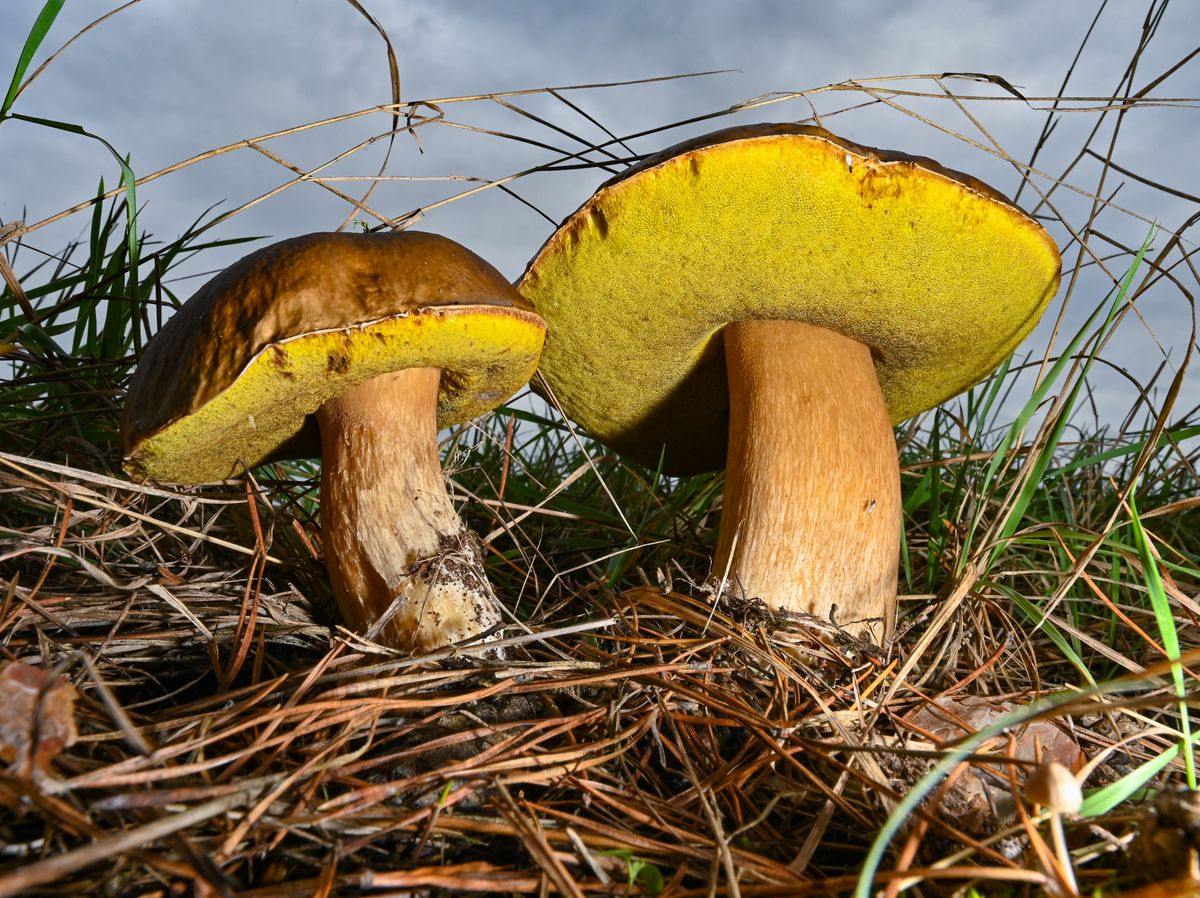 Deux cèpes de Bordeaux poussent sur le bord d'une forêt à Lübben, Brandebourg, sous un ciel nuageux.