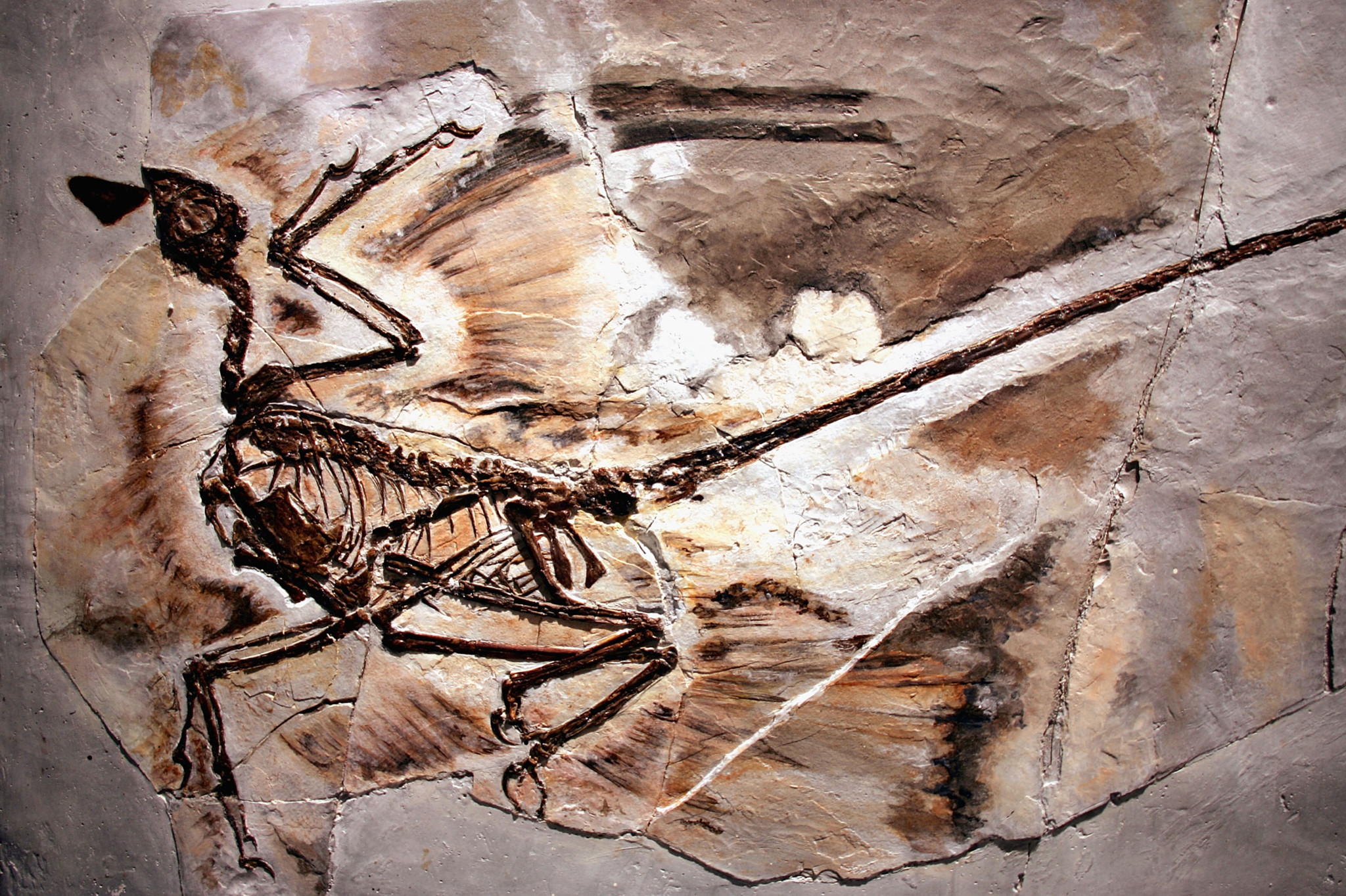 Fossil eines Microraptor, 130 Millionen Jahre alt, aus der Liaoning-Provinz Chinas, ausgestellt im American Museum of Natural History.