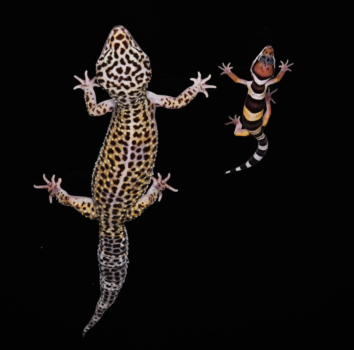 La robe d’un lézard exotique intéresse l’Université