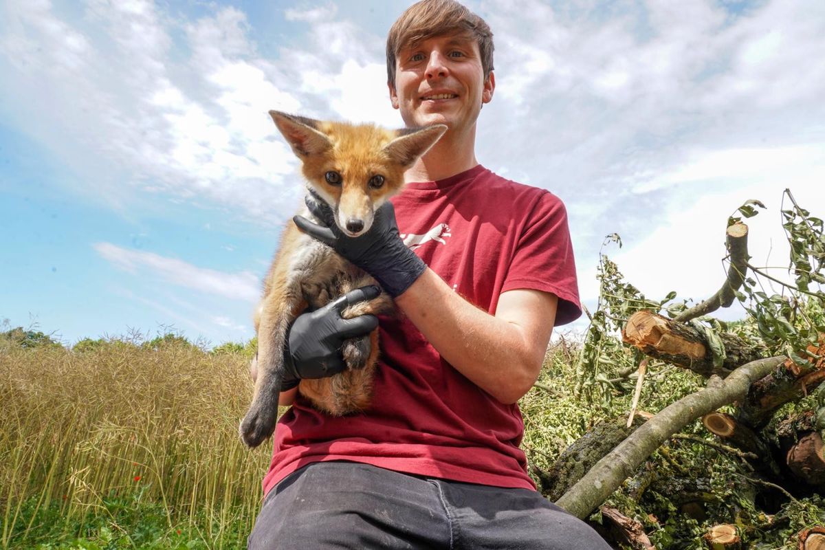 Animaux sauvages: comment les aider en été?