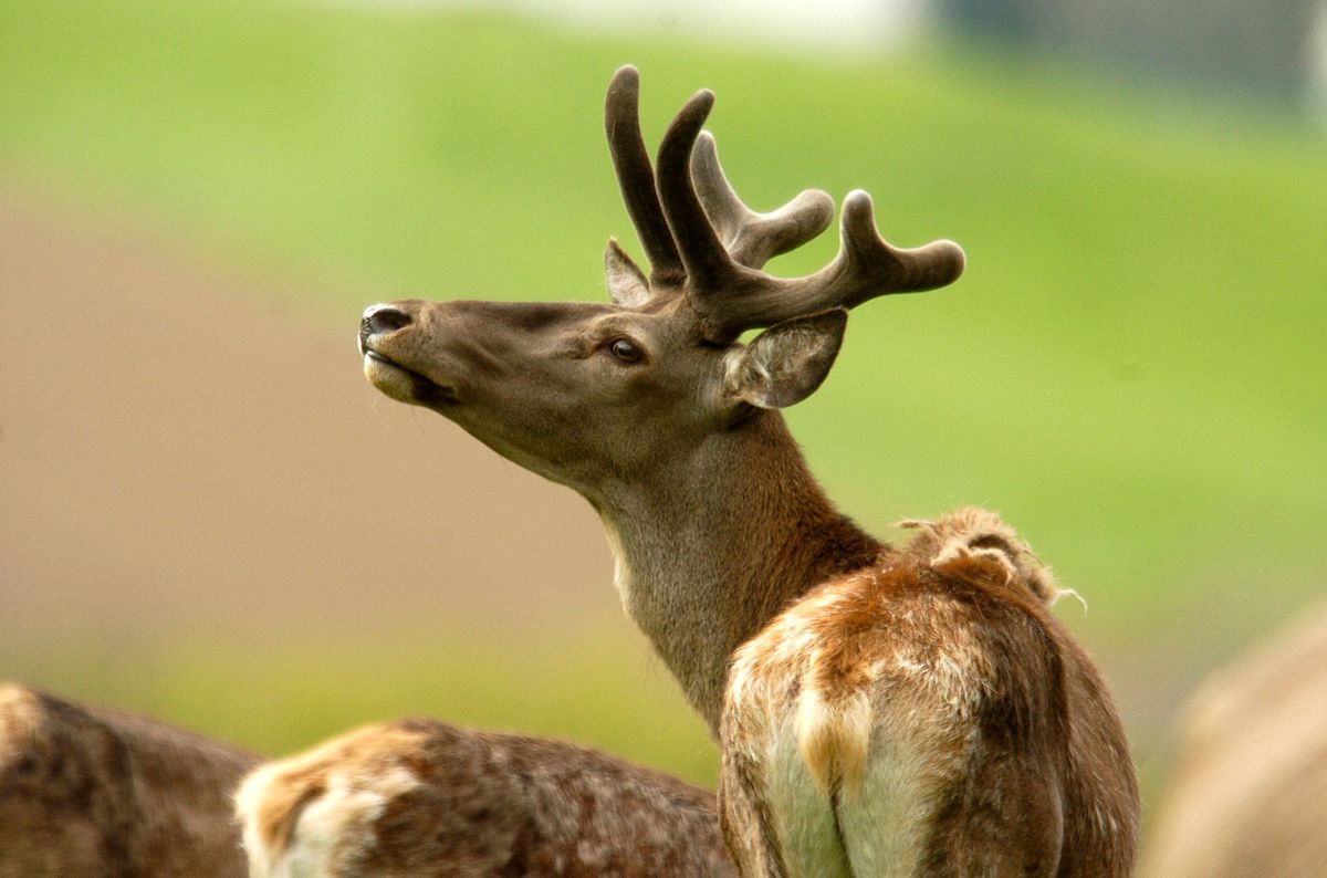 Signal de Bougy. Cerf.