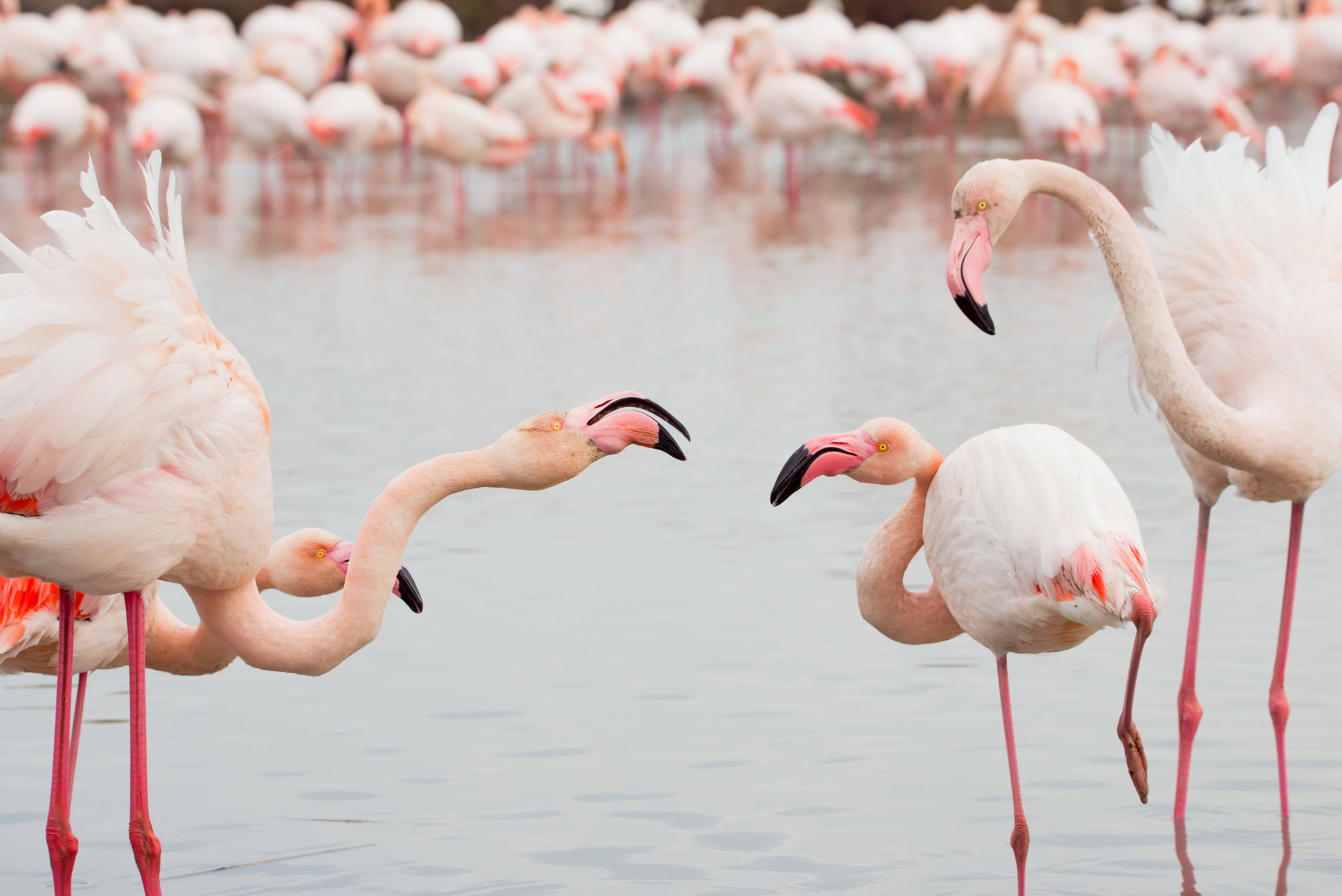 Eine Gruppe rosa Flamingos steht im flachen Wasser der Camargue, Frankreich, umgeben von einer mediterranen Landschaft.