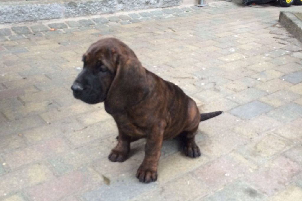 La brigade canine de la police accueille une nouvelle recrue
