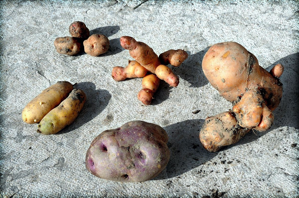 En Octobre 2008, la pomme de terre était la vedette d’une exposition au Jardin botanique de Genève.
