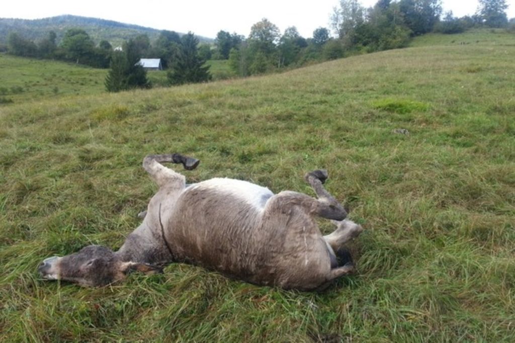 Un chasseur suisse tue quatre ânes: condamné